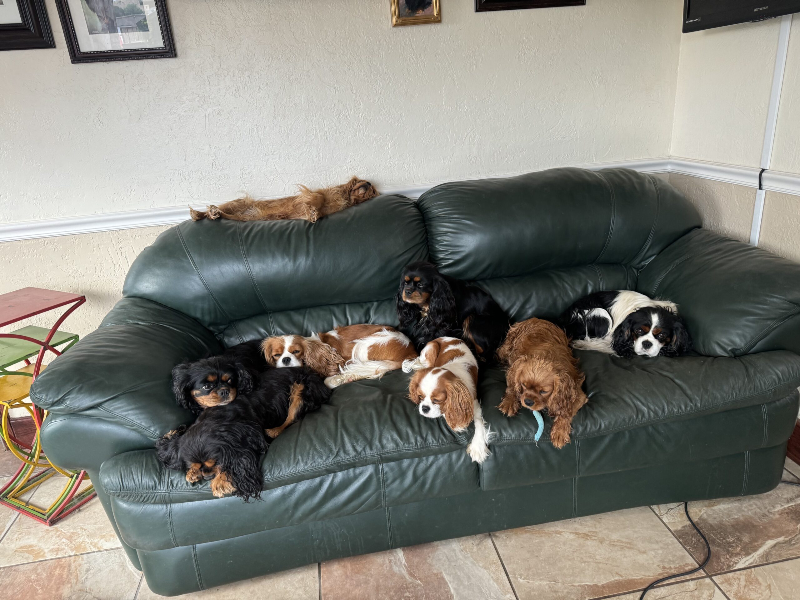 A warm, candid moment of a Cobrnik Cavalier breeder interacting with puppies in a sunlit room