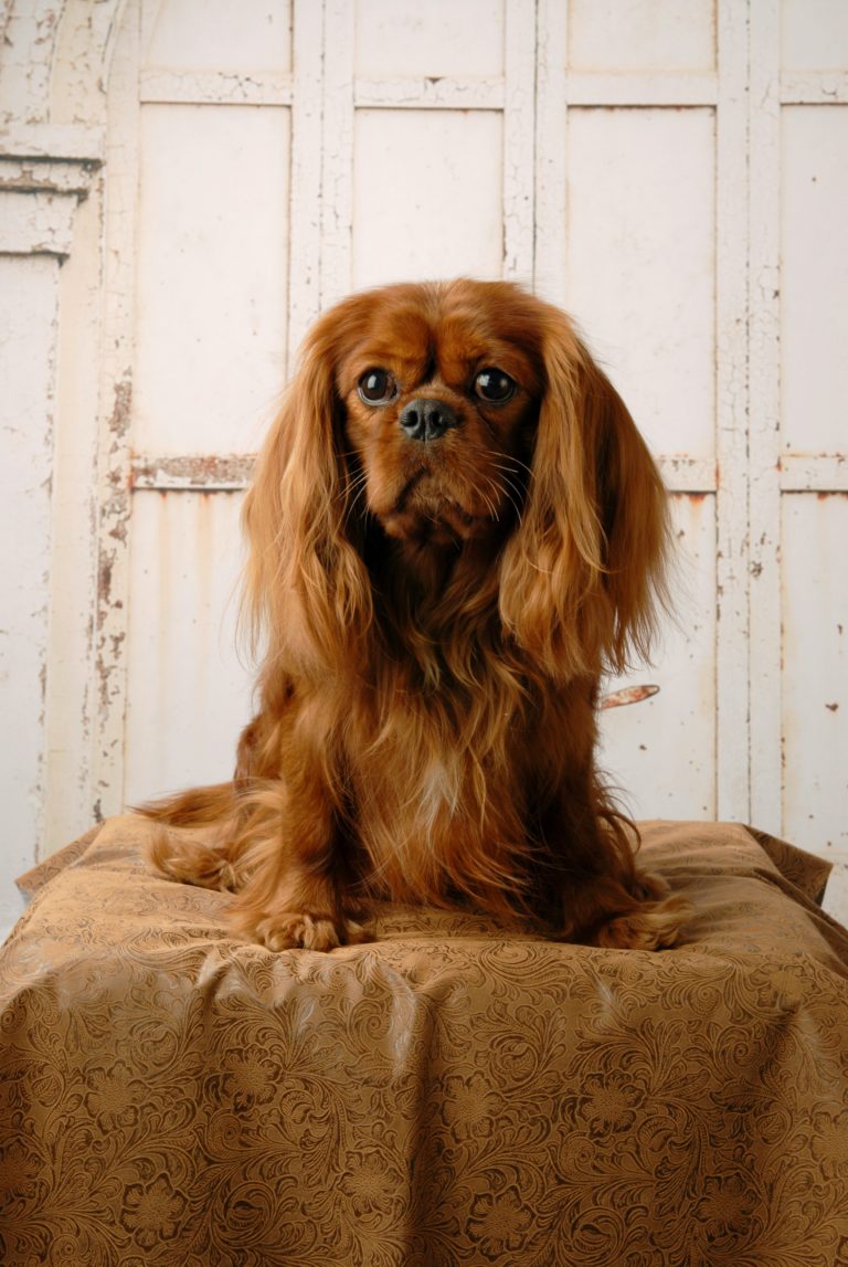 GCH MTNVISTA Range Rider
"Ranger"