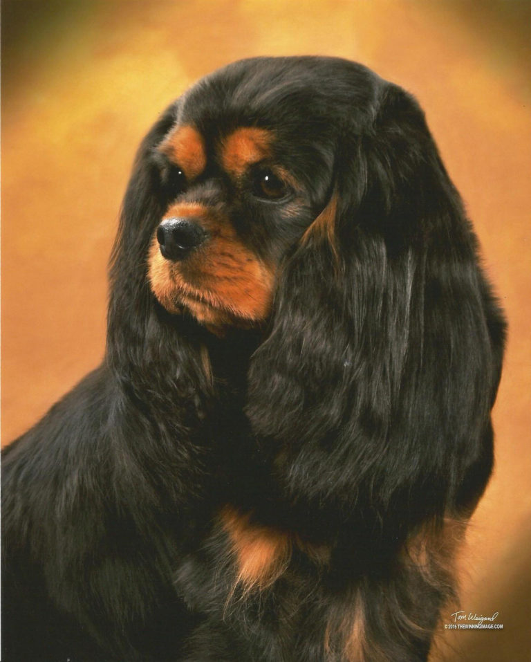 GCH Butterfield Raven’s Child At Cobrnik "Raven"