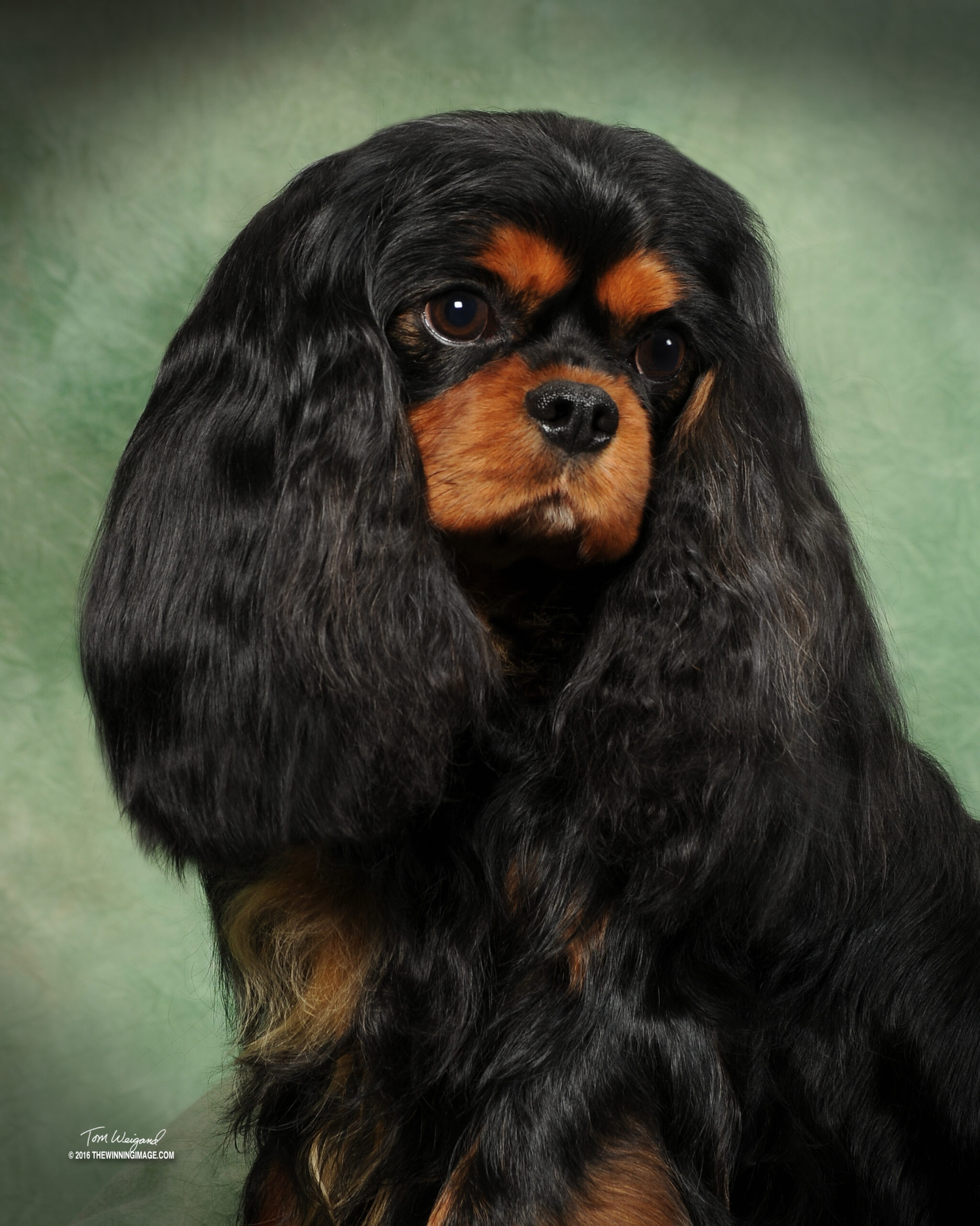 GCH Saltayre Cabernet at Cobrnik "Sully"