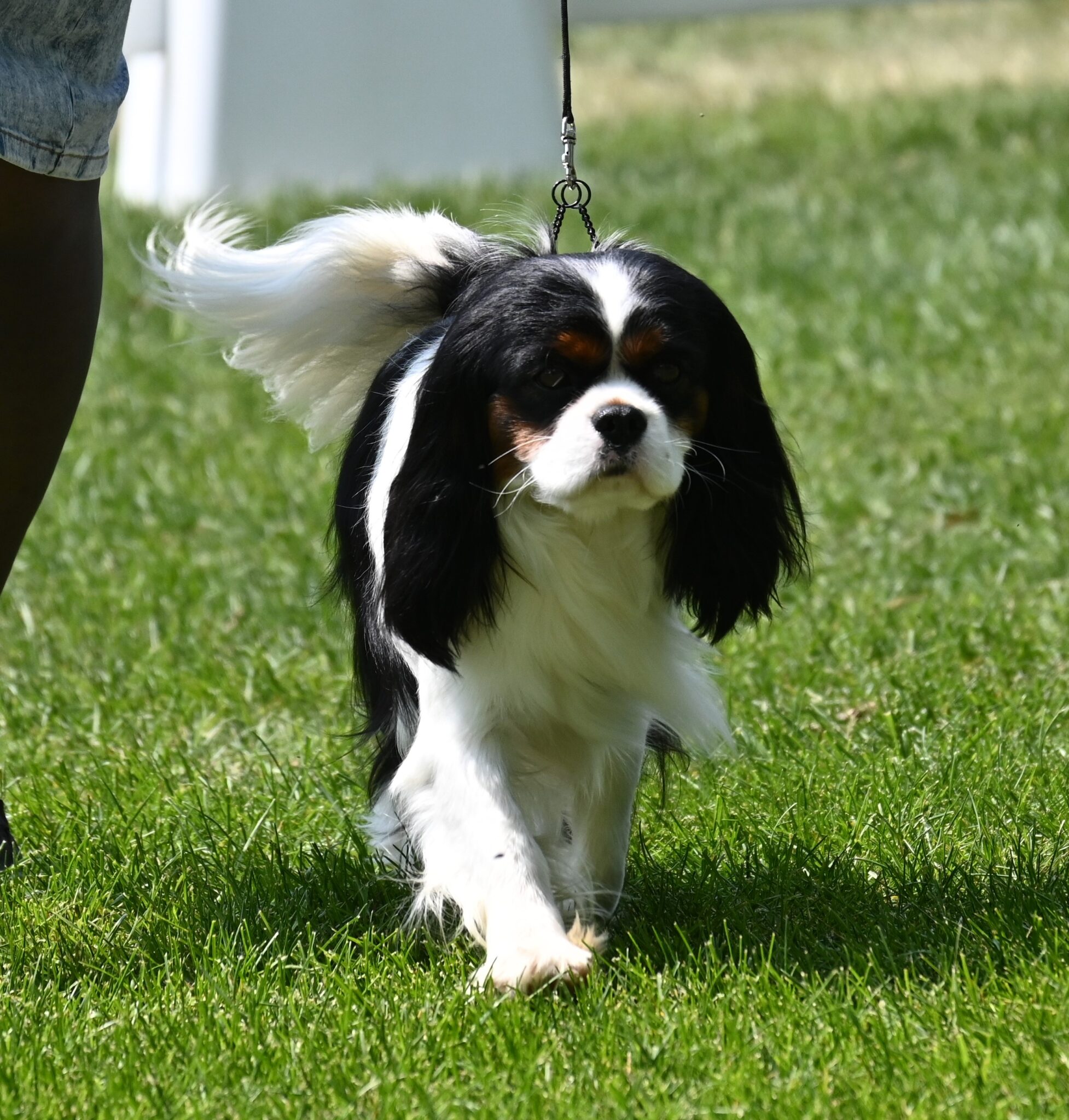GCH Cobrnik Intrynzik Walk the Line "Cash"