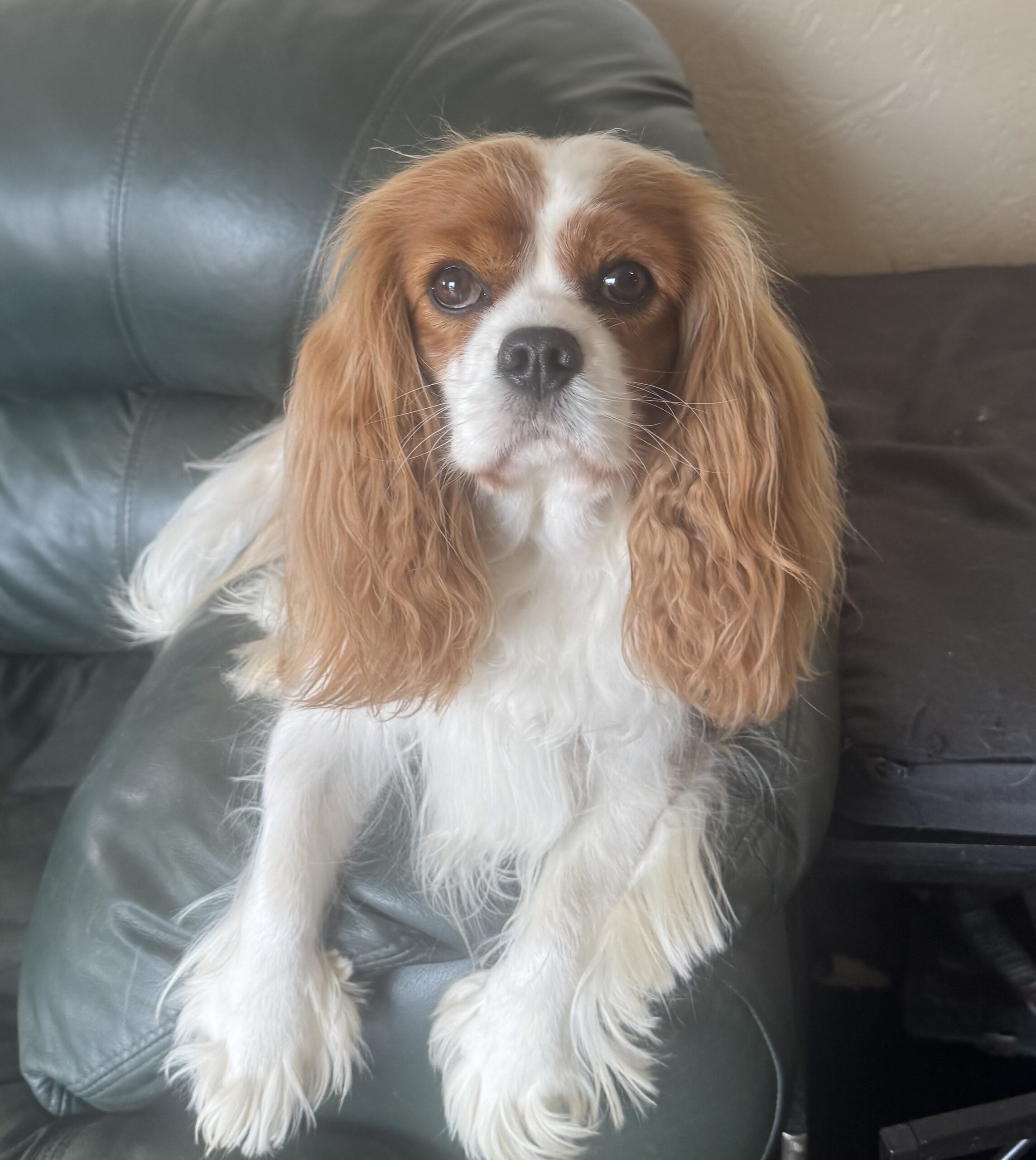 GCH Cobrnik Jedi Princess "Leia"