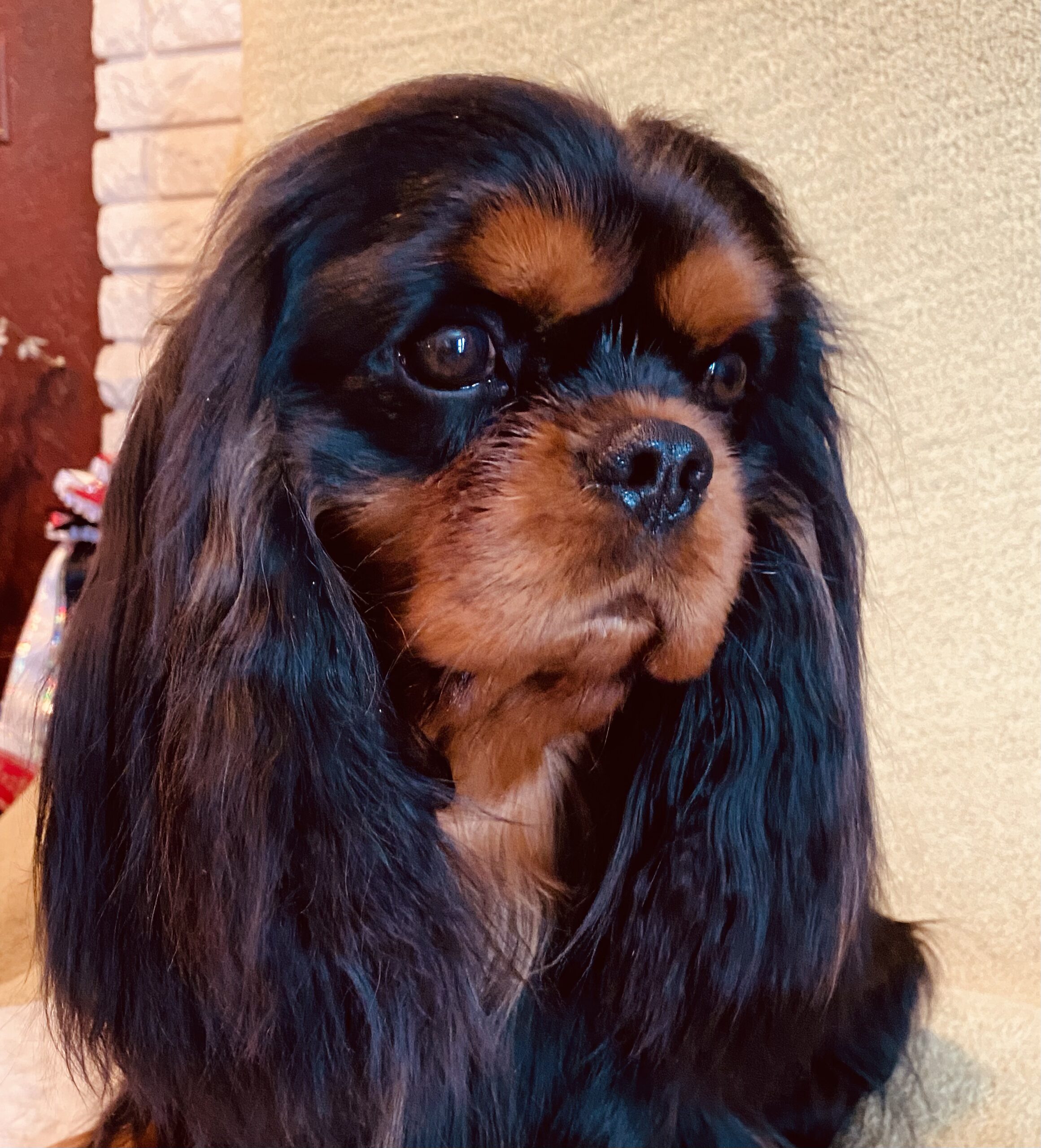 CH Cobrnik Maxwell "Max"