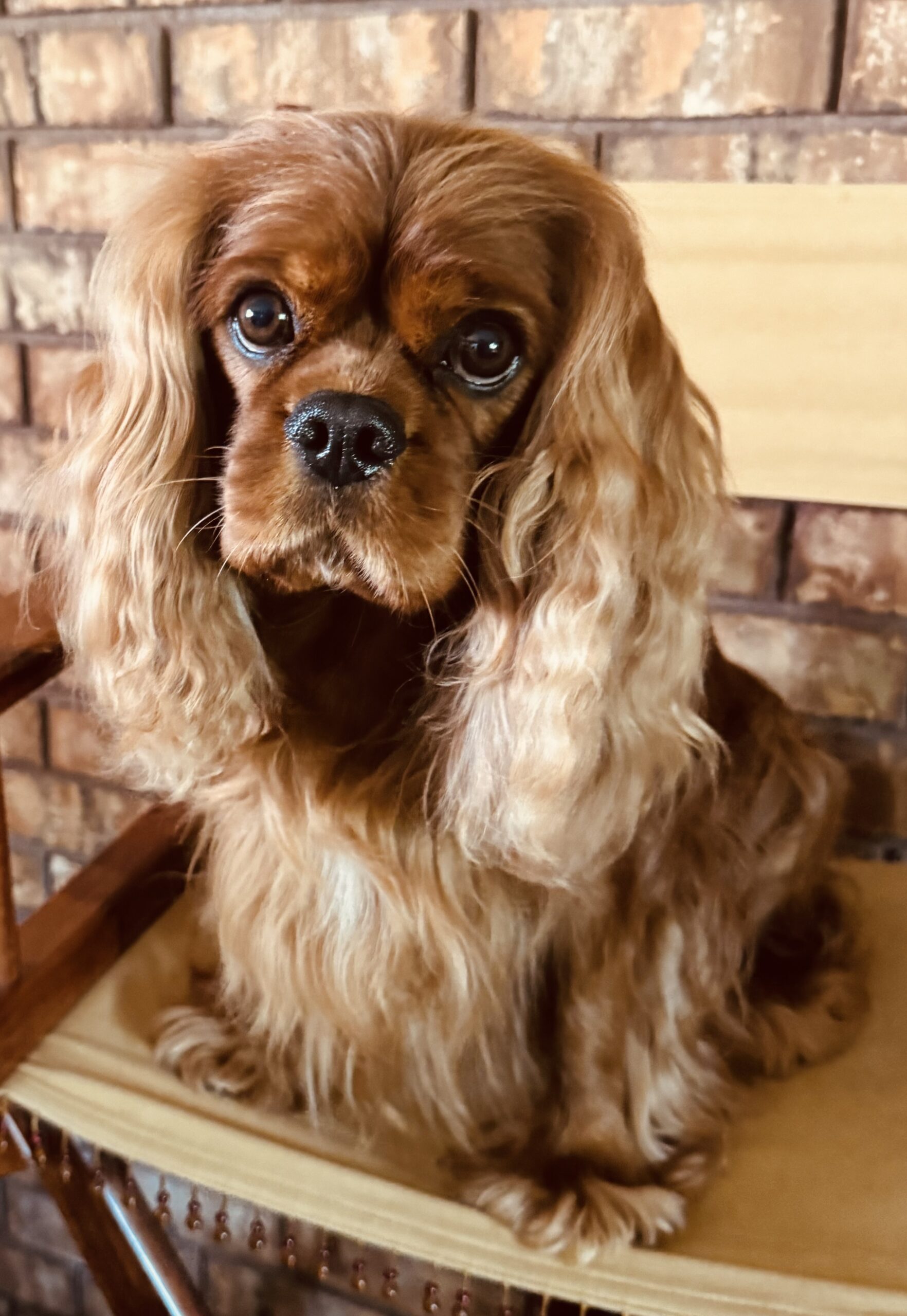 CH Cobrnik Red Red Wine "Reggie"