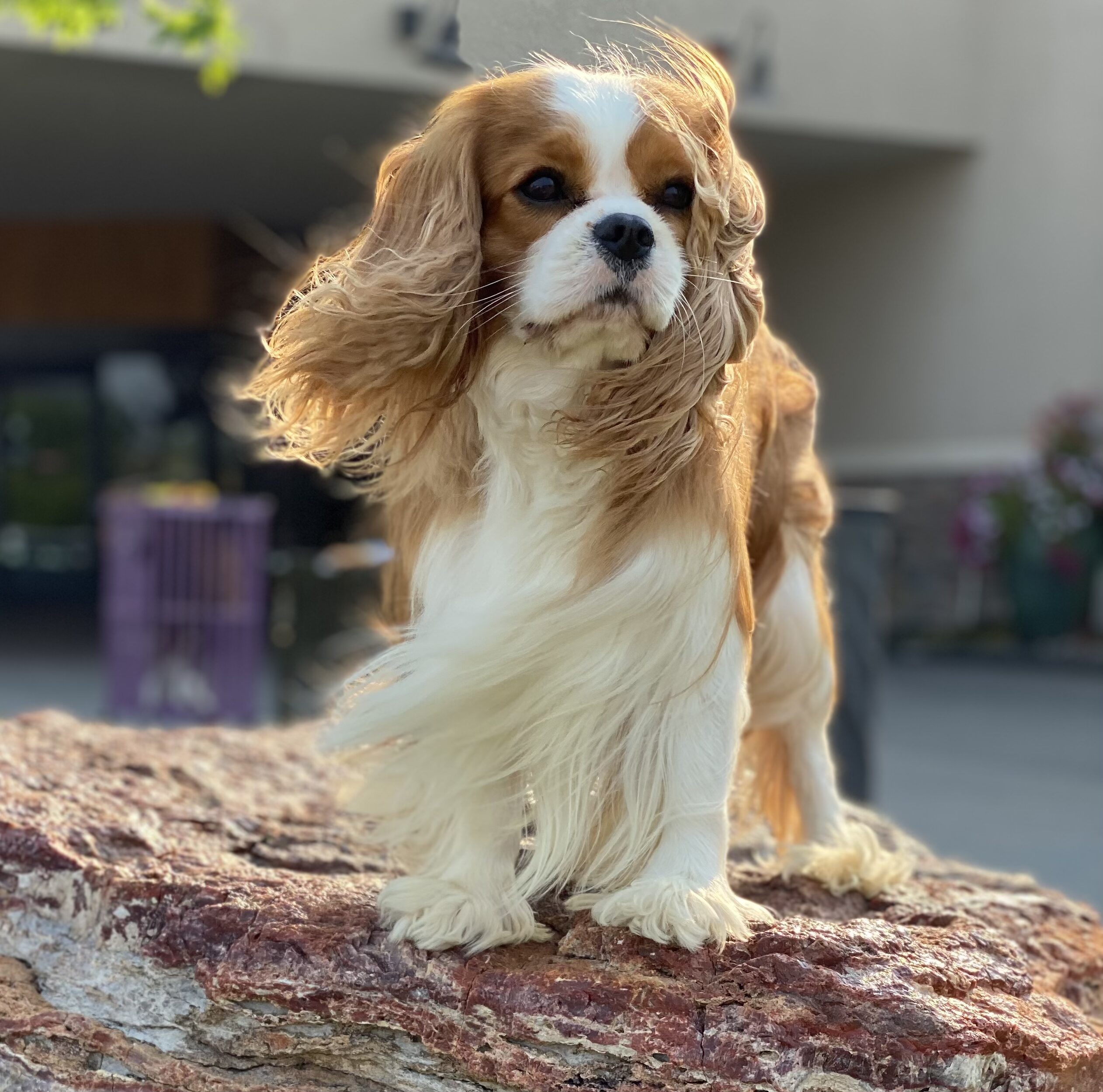 GCH Cobrnik Rocket Man "Rocket"
