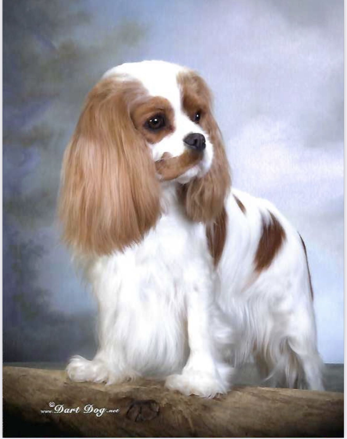 GCH Cobrnik All The Way "Lou"