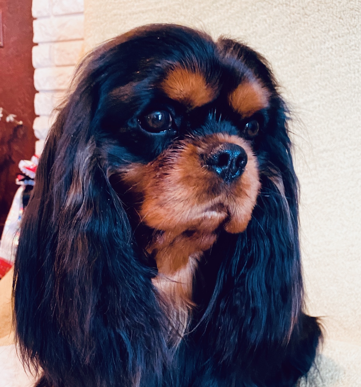 CH Cobrnik Maxwell "Max"